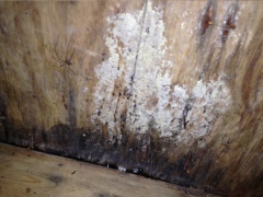 Contact Mold Inspection Network