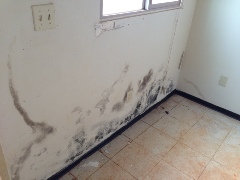 Mold Inspection FAQ