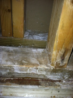 Mold Inspection Greenville SC