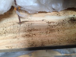 Mold Home Inspection Spartanburg SC